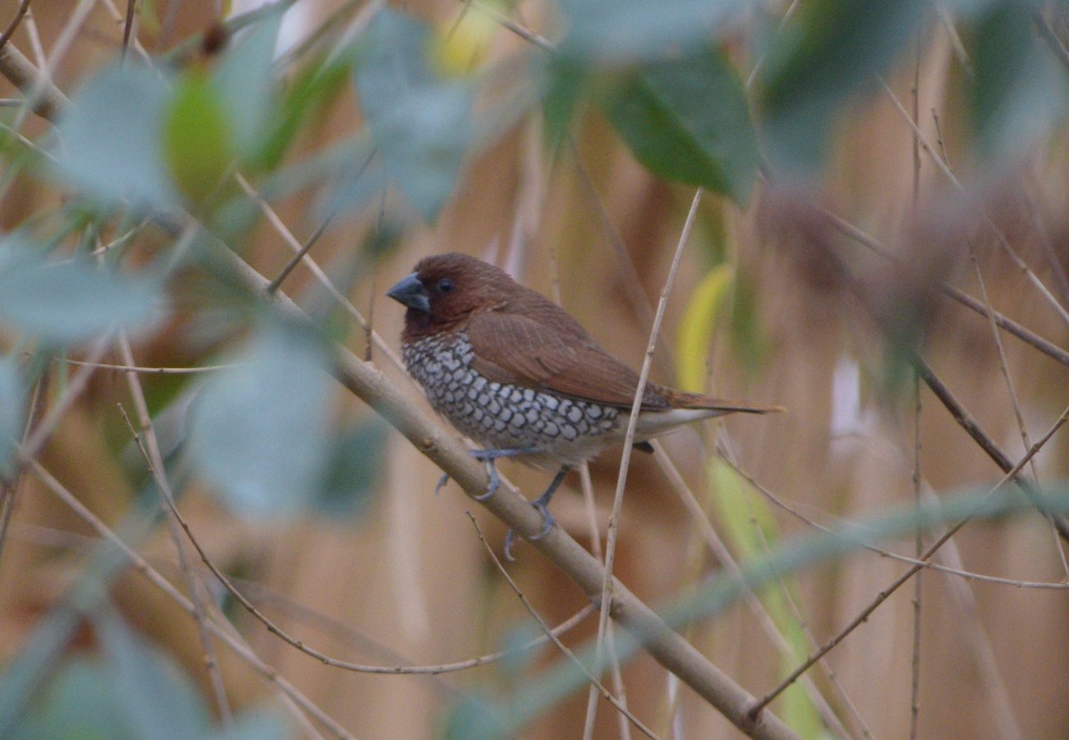 Scaly-breasted Munia - Jacob Abel