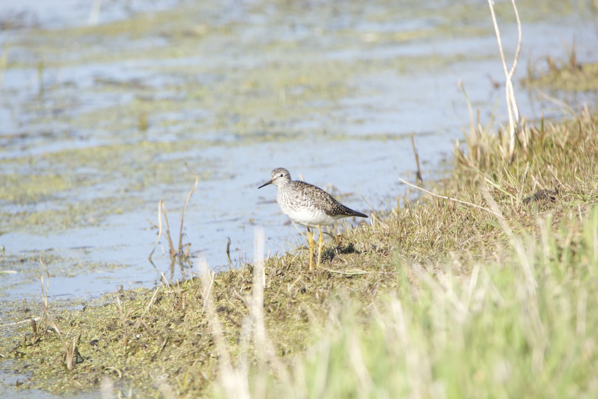 Lesser Yellowlegs - Paul Miller