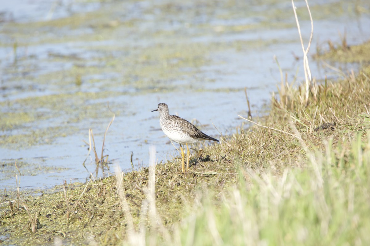 Lesser Yellowlegs - ML234083611