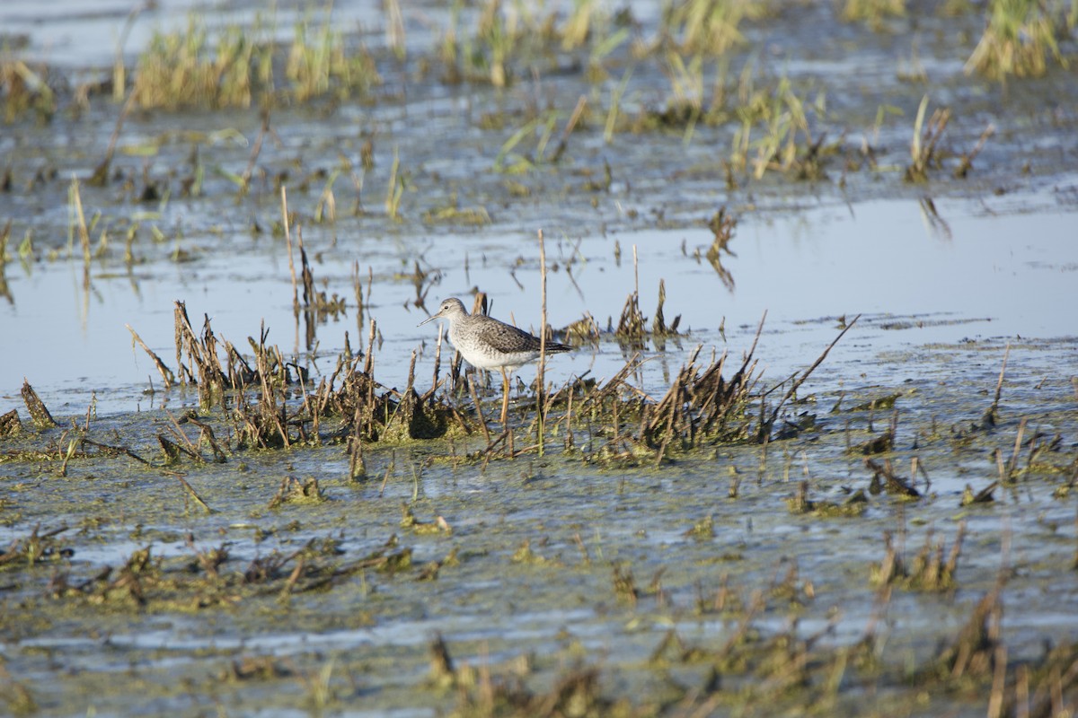 Lesser Yellowlegs - Paul Miller