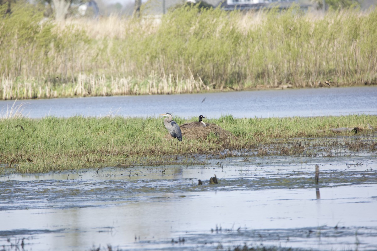 Great Blue Heron - ML234083771