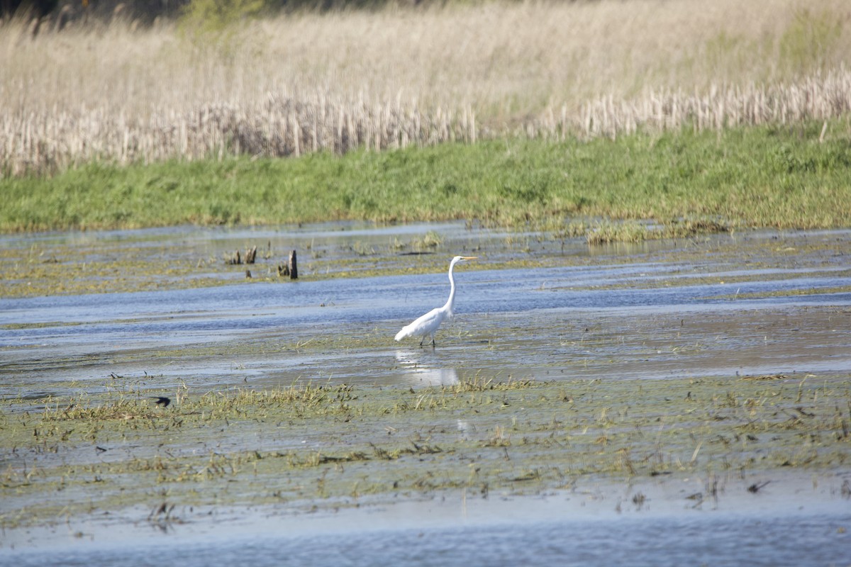 Great Egret - ML234083831