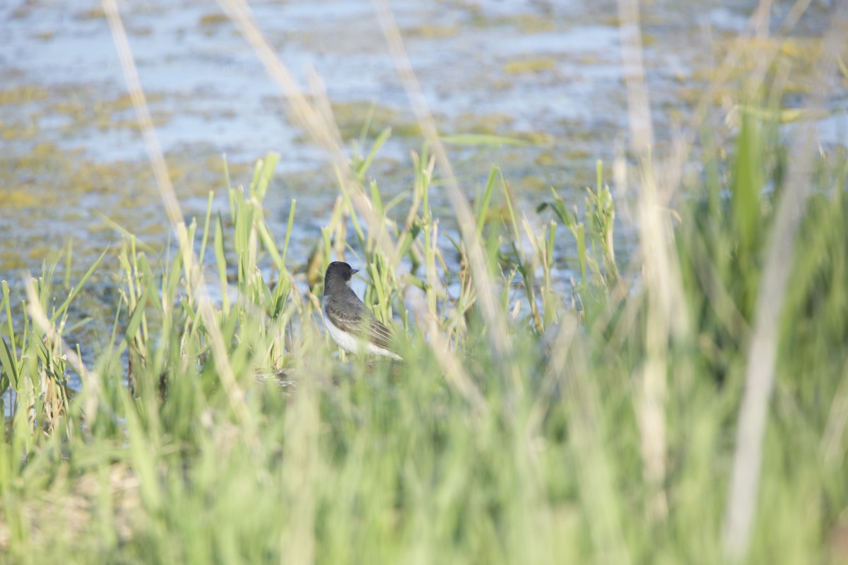 Schieferrücken-Königstyrann - ML234083971