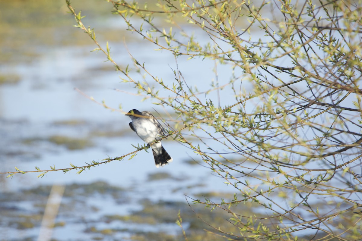 Eastern Kingbird - ML234084011