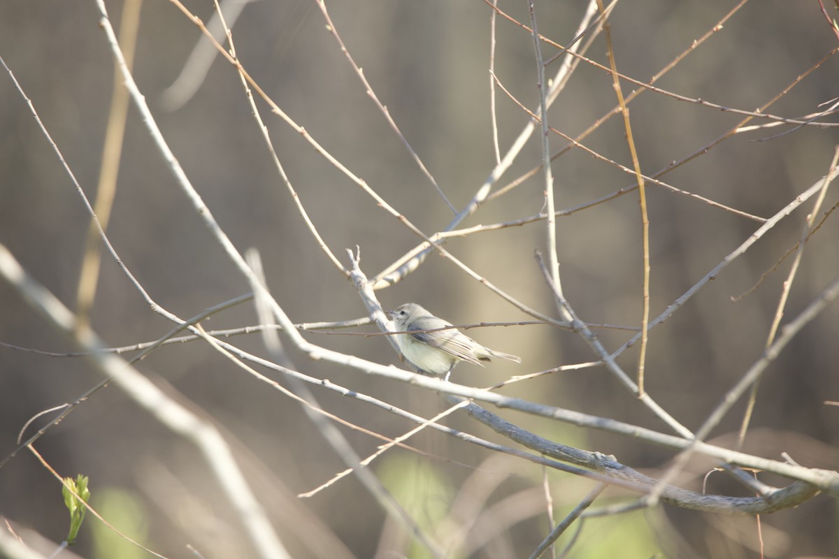 Warbling Vireo - ML234084051