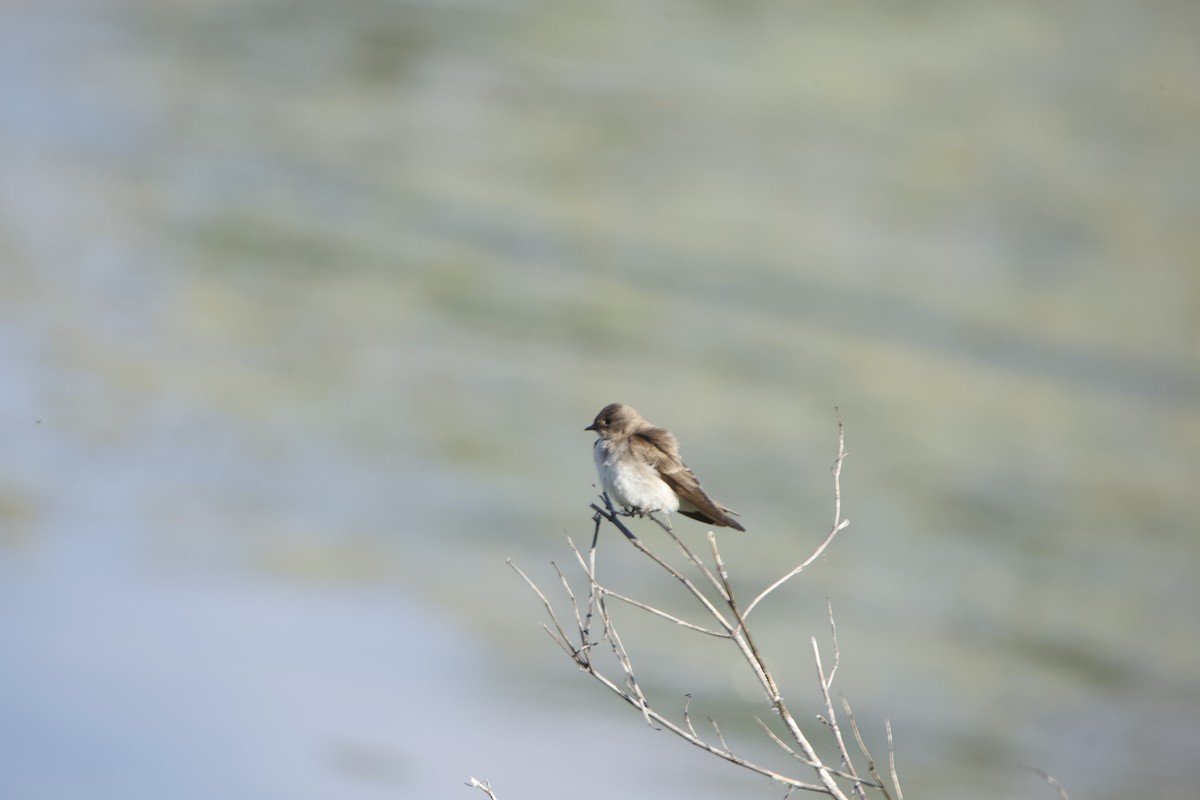 Northern Rough-winged Swallow - Paul Miller