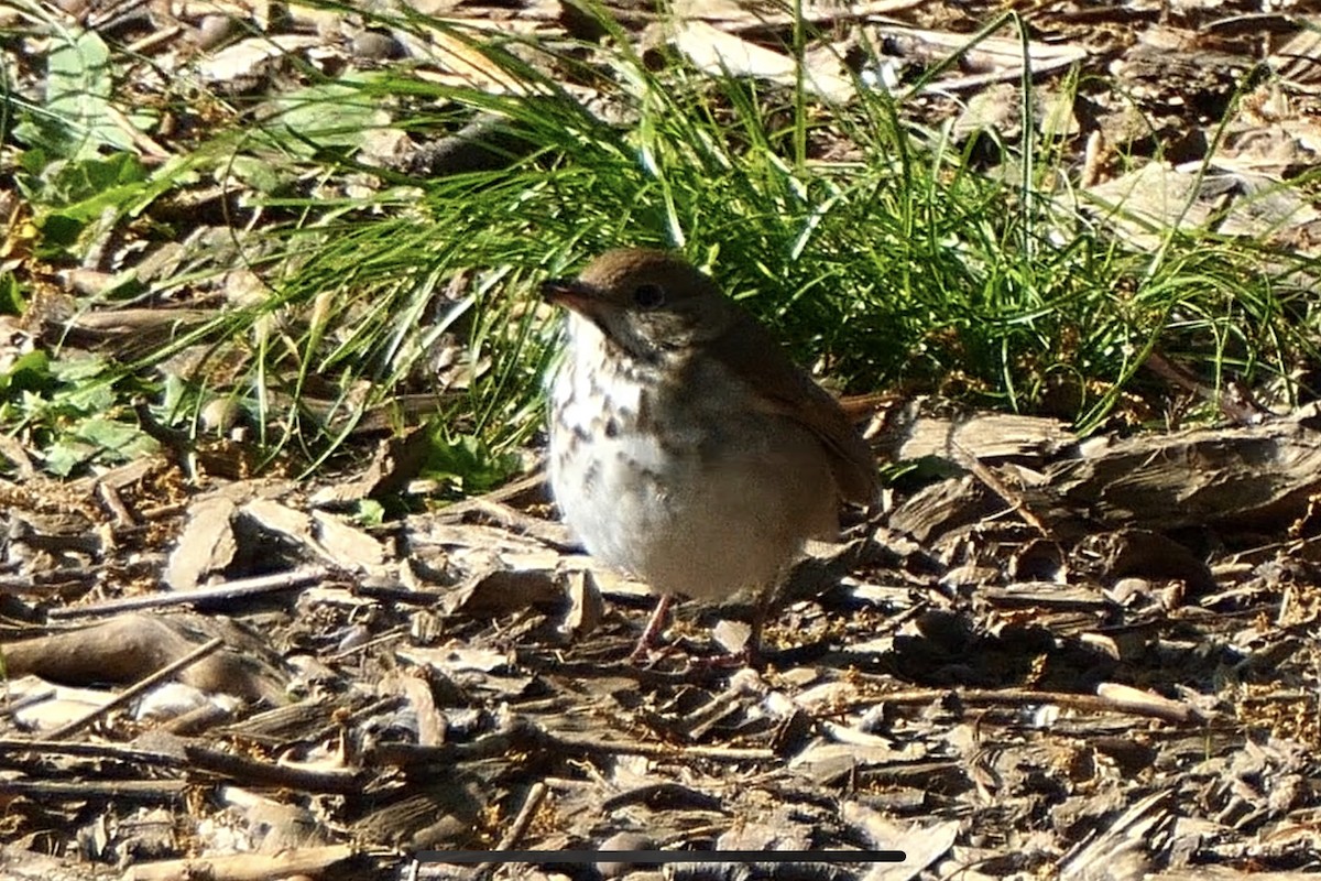 Hermit Thrush - ML234084131