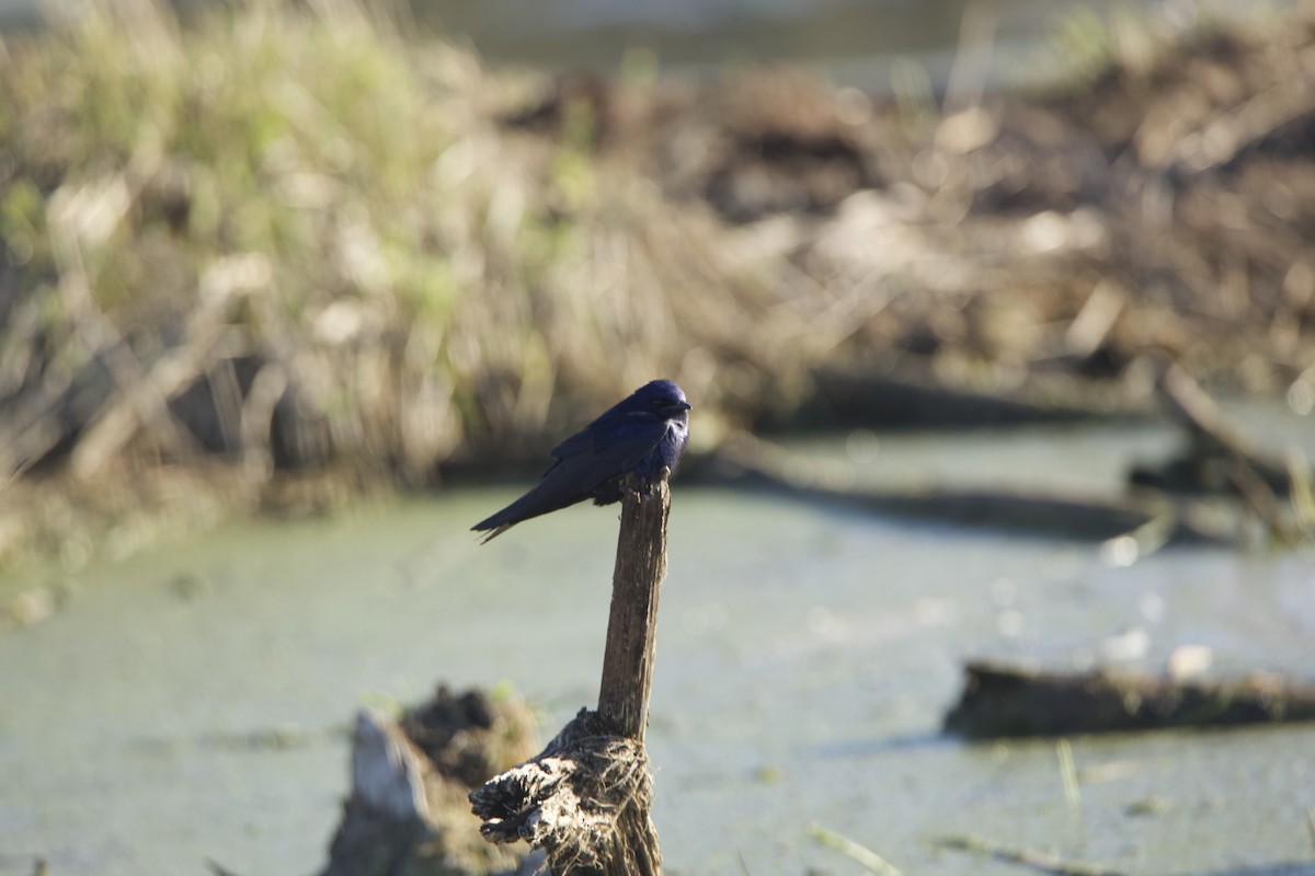 Purple Martin - Paul Miller