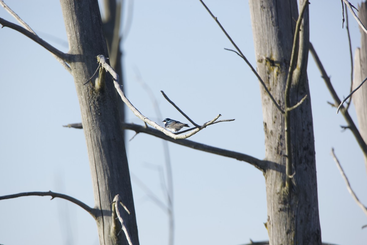 Tree Swallow - ML234084841