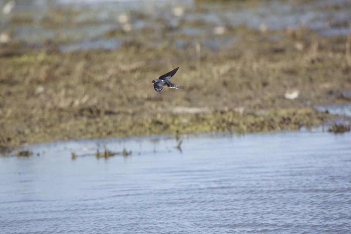 Barn Swallow - ML234084941