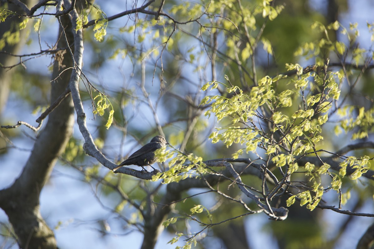 Brown-headed Cowbird - ML234085081