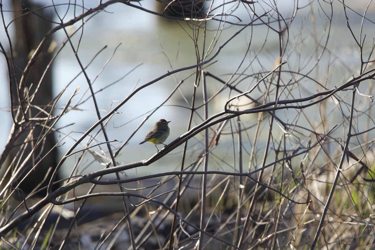 Palm Warbler - Paul Miller