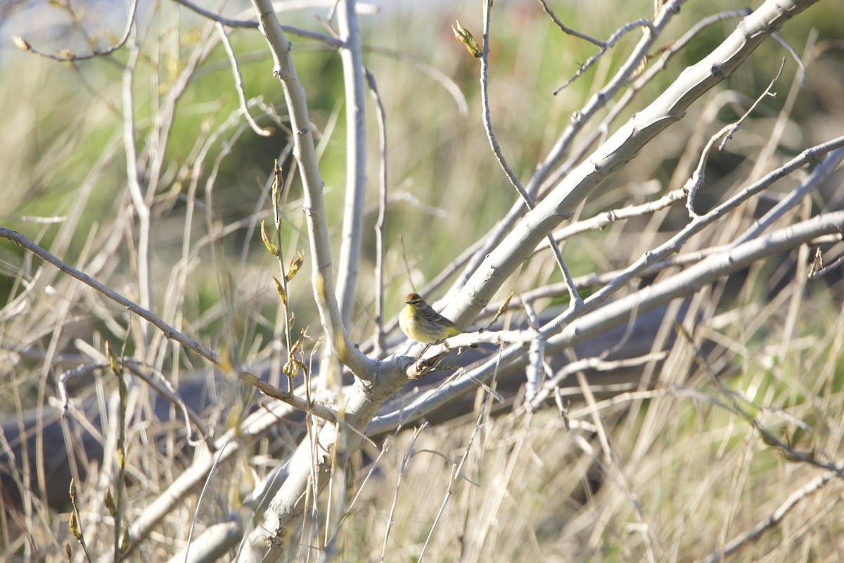 Palm Warbler - ML234085151