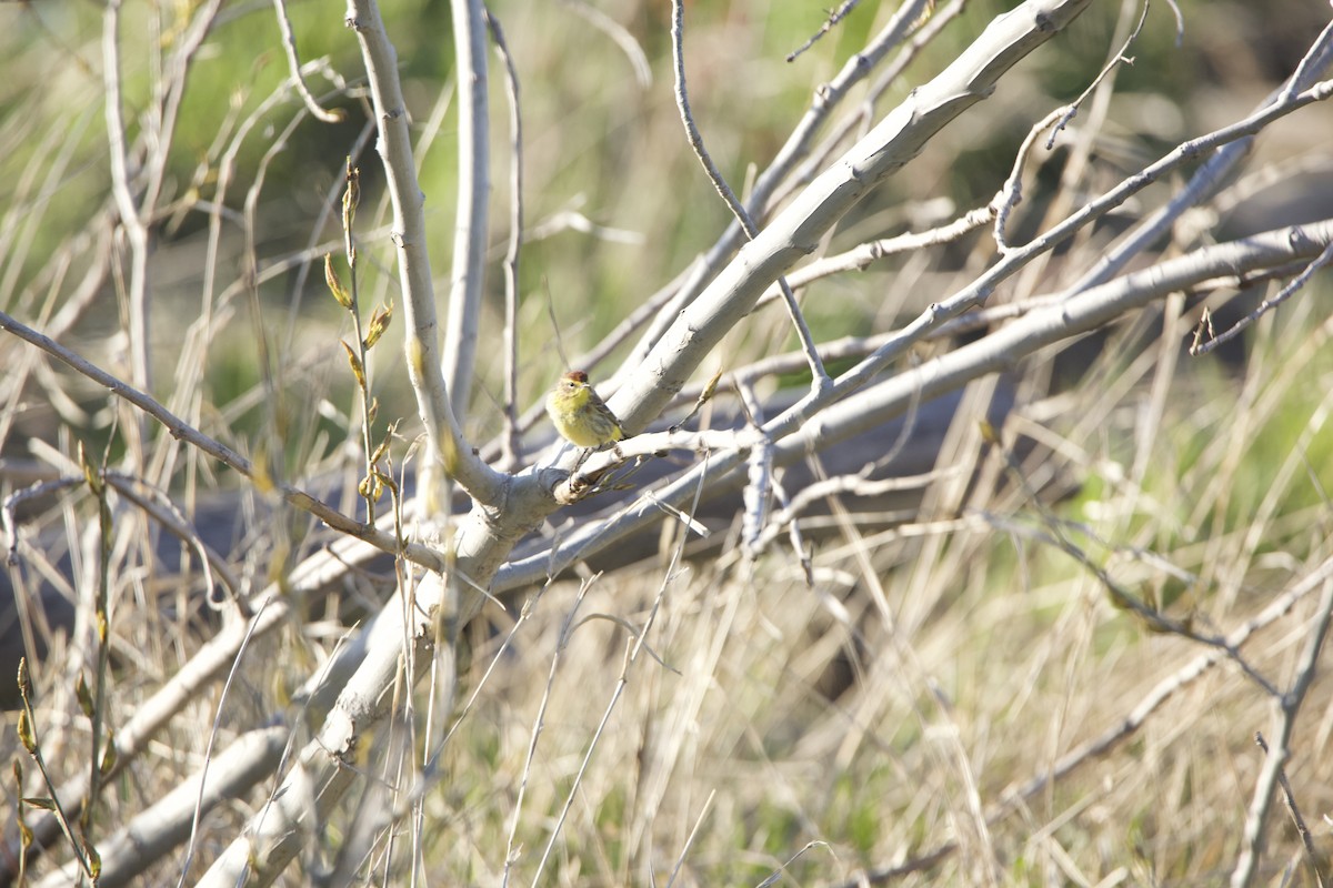 Palm Warbler - ML234085161