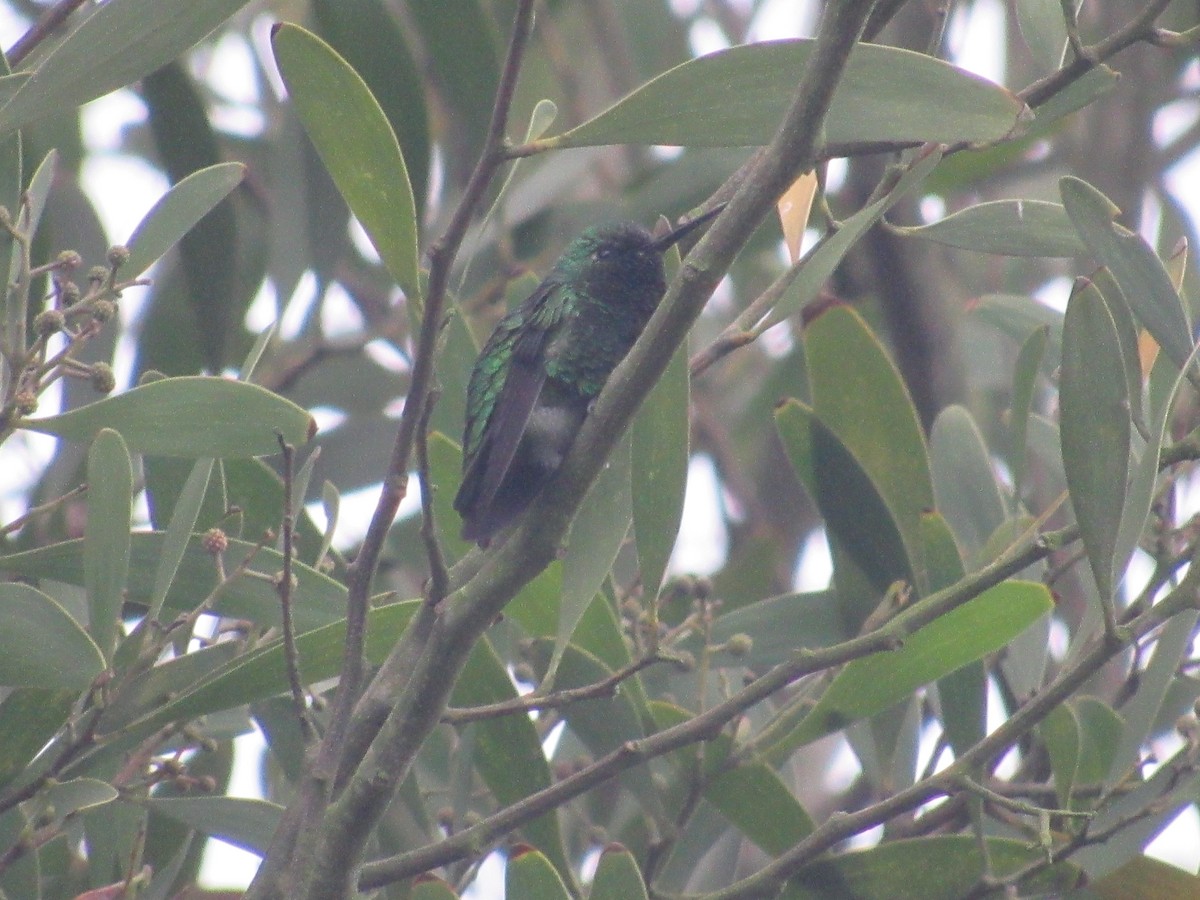 kolibřík Poortmanův - ML234085551