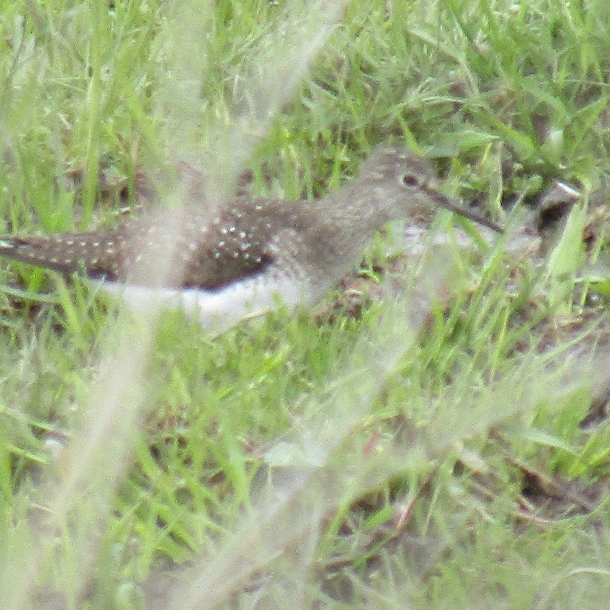 Solitary Sandpiper - ML234086981