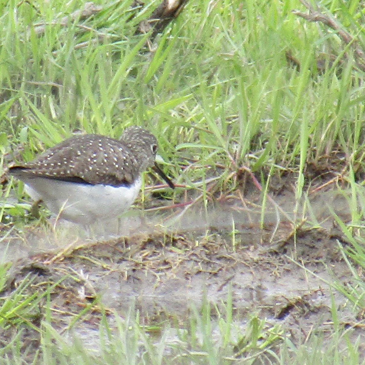 Solitary Sandpiper - ML234087021