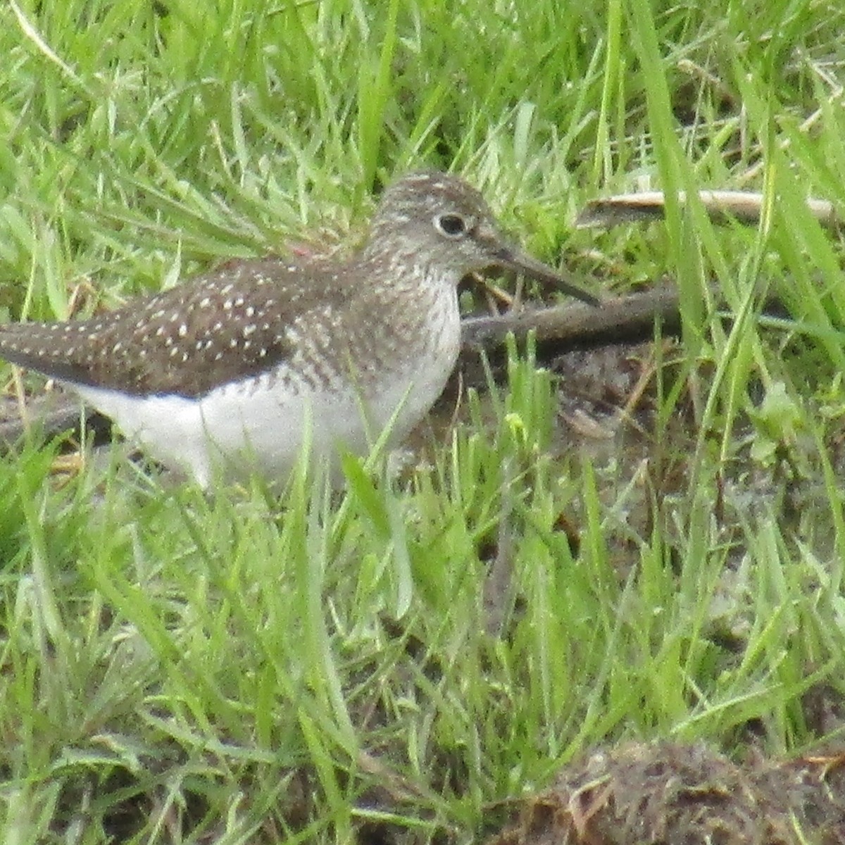 Solitary Sandpiper - ML234087041