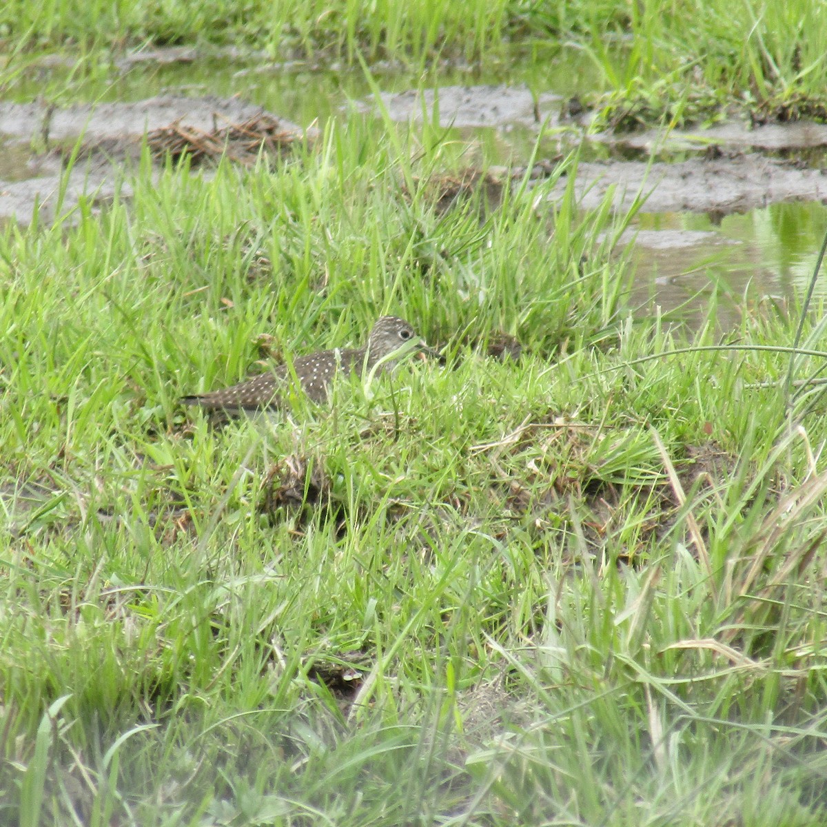 Solitary Sandpiper - ML234087171