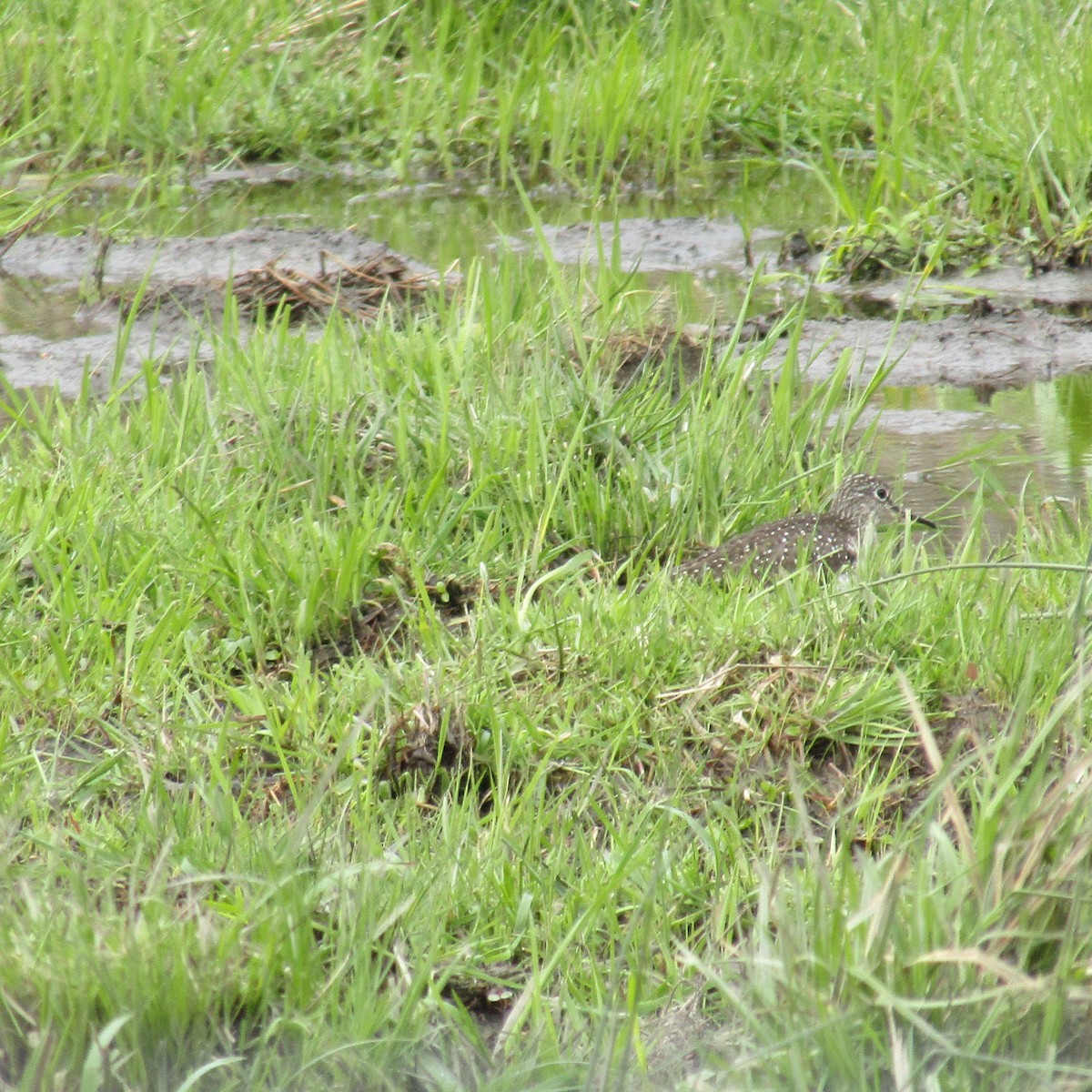 Solitary Sandpiper - ML234087191