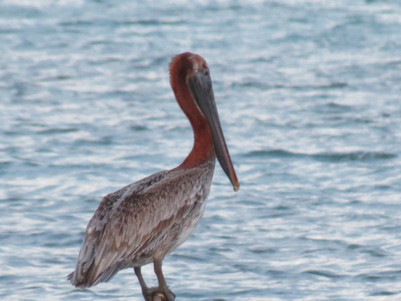 Brown Pelican - ML23409461