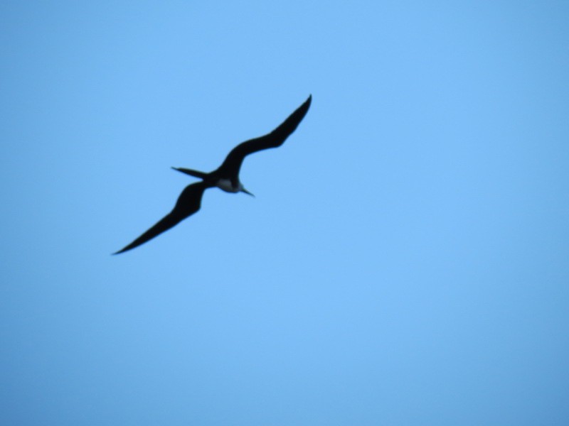 Magnificent Frigatebird - ML23409471