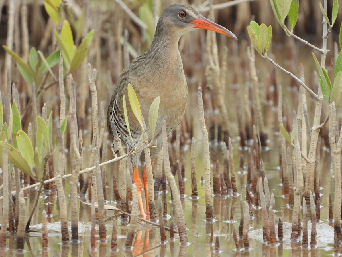 Mangrove Rail - Jessy Lopez Herra