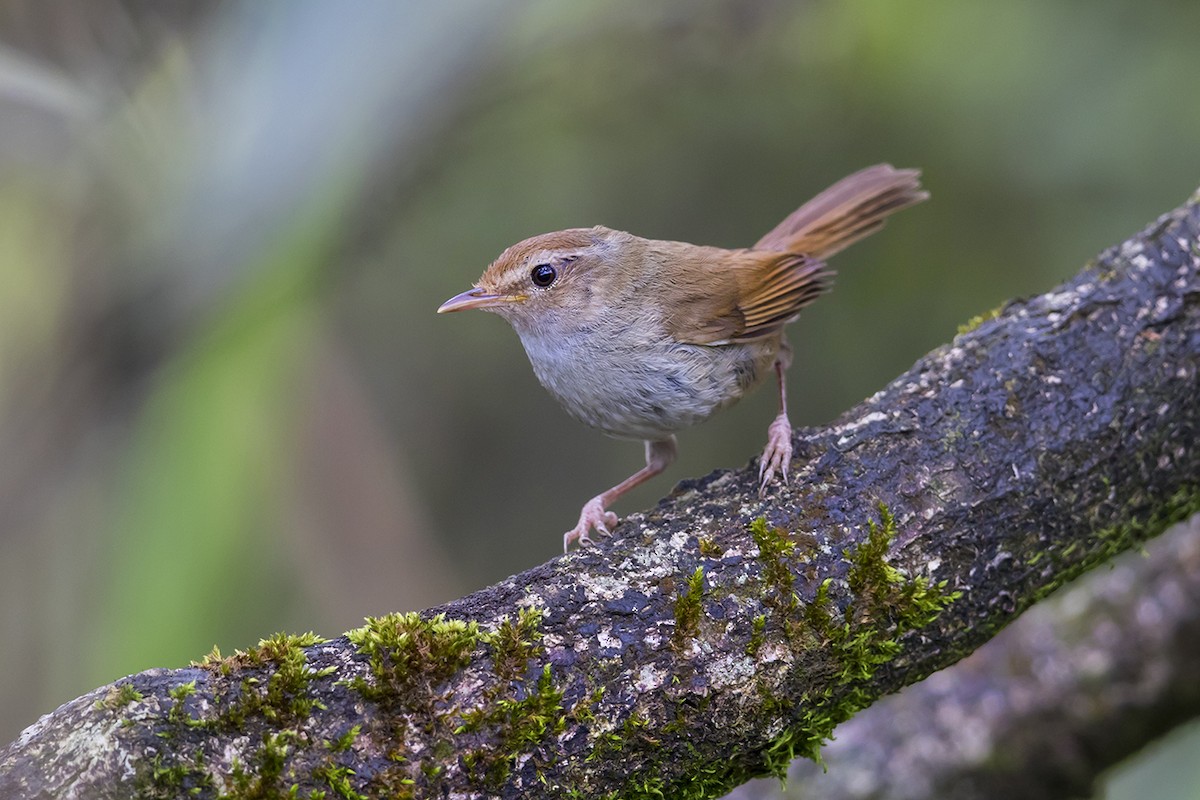 Brownish-flanked Bush Warbler - ML234096071