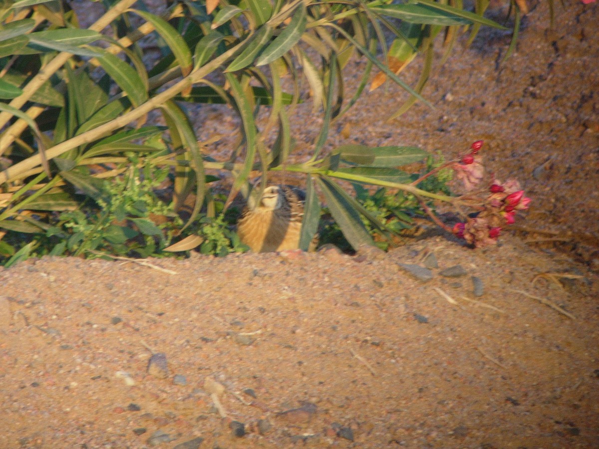 Common Quail - ML23409881