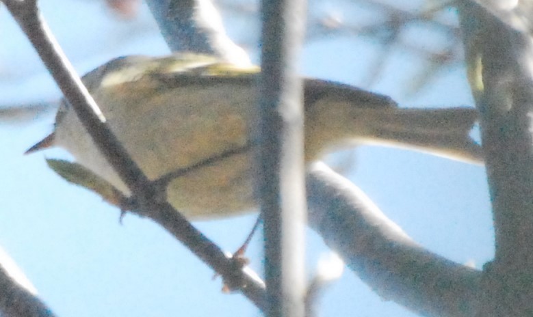 Ruby-crowned Kinglet - ML234098921