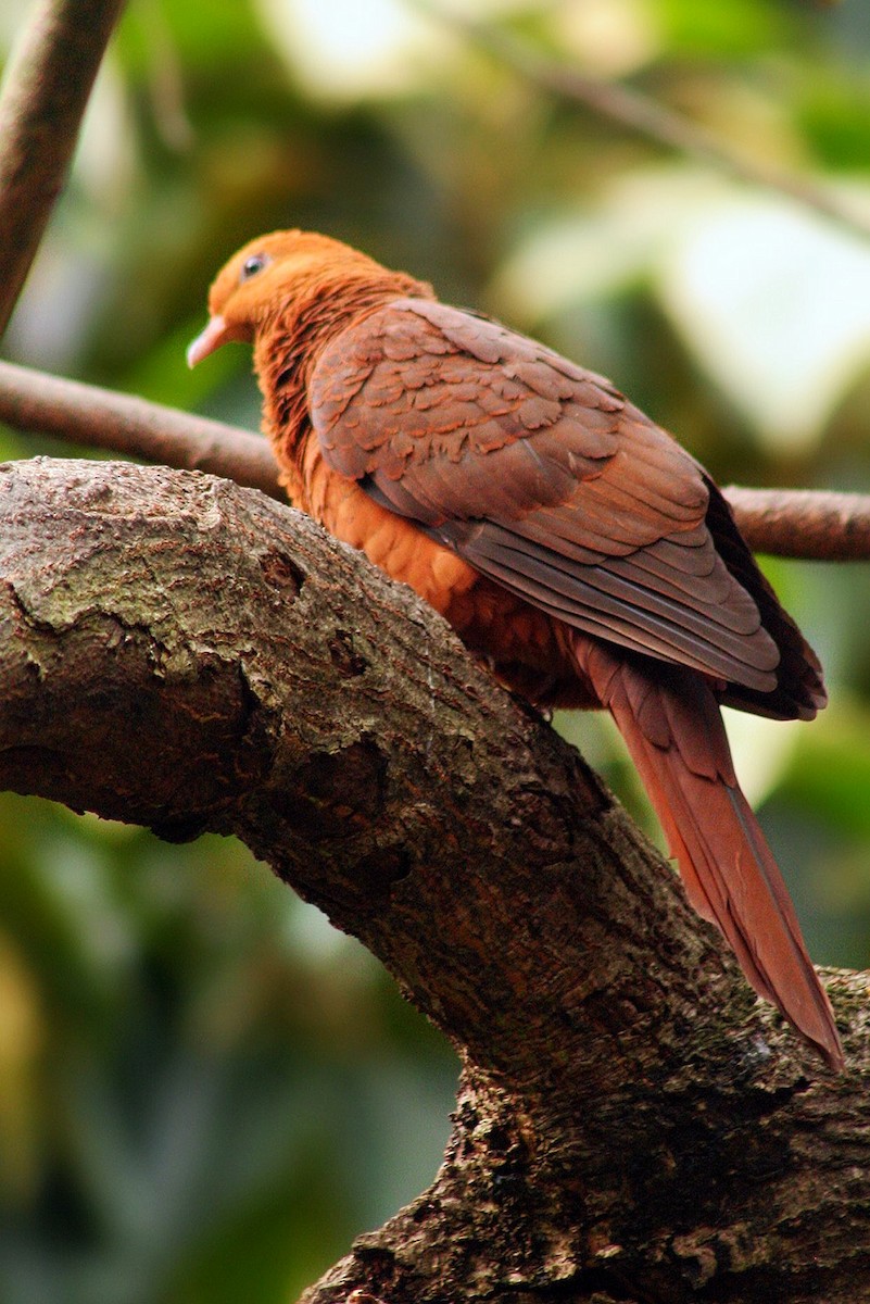 Ruddy Cuckoo-Dove - ML234099001