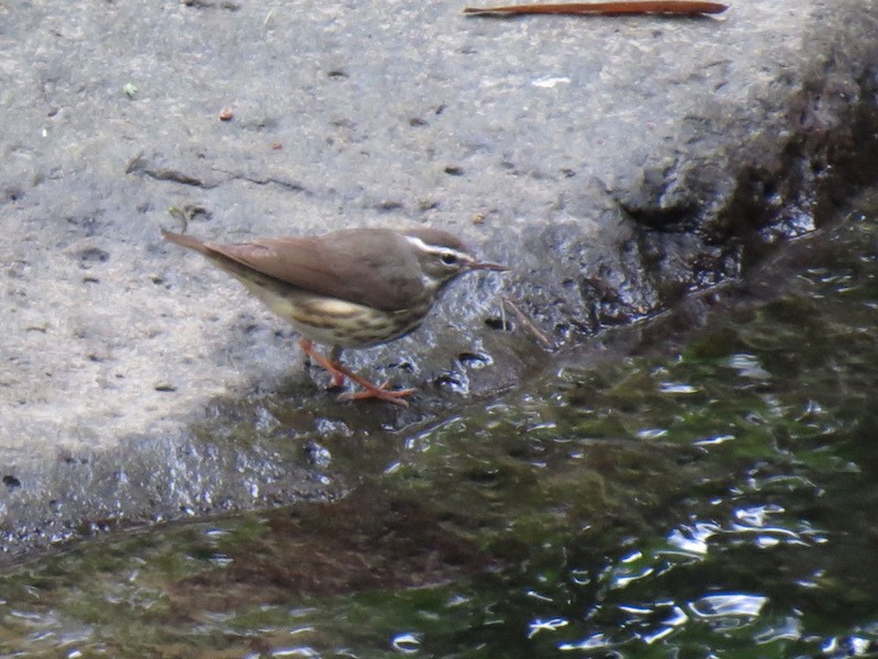 Louisiana Waterthrush - ML23409901