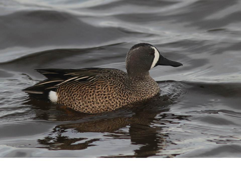 Blue-winged Teal - Paul Marvin