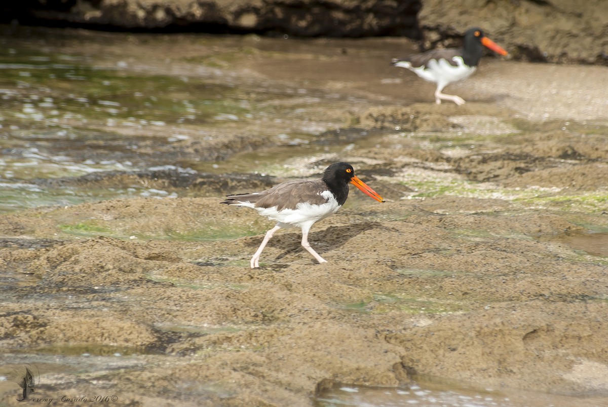 American Oystercatcher - ML23409941