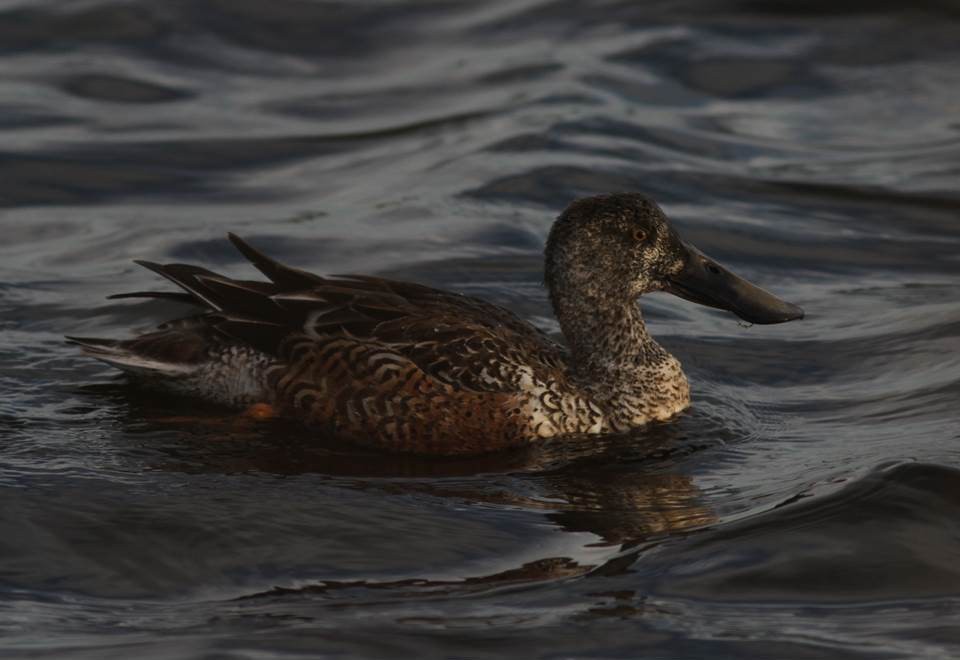 Northern Shoveler - ML23409961