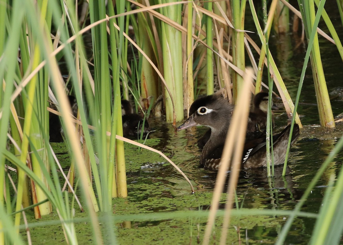 Wood Duck - ML234100351