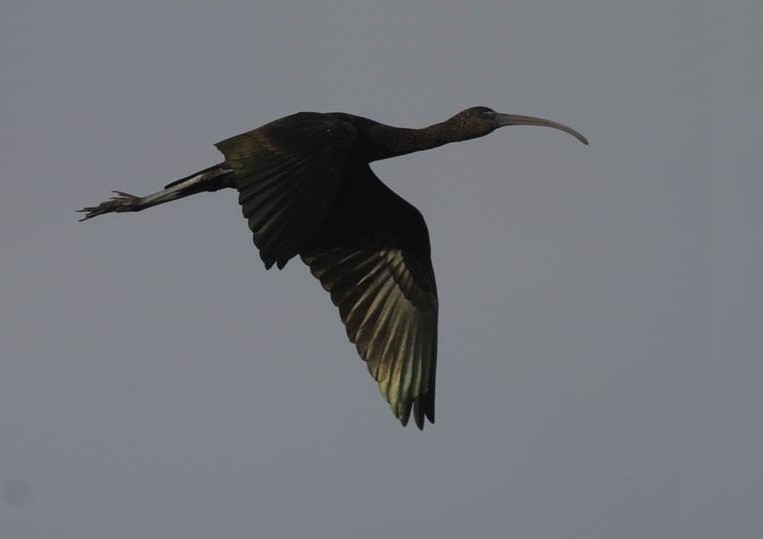 ibis hnědý - ML23410041