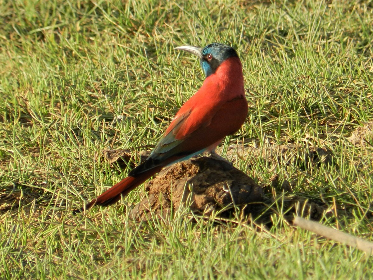 Northern Carmine Bee-eater - Richard Jeffers