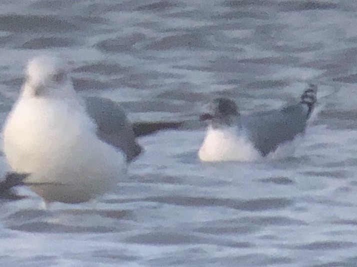 Herring Gull - ML234101561