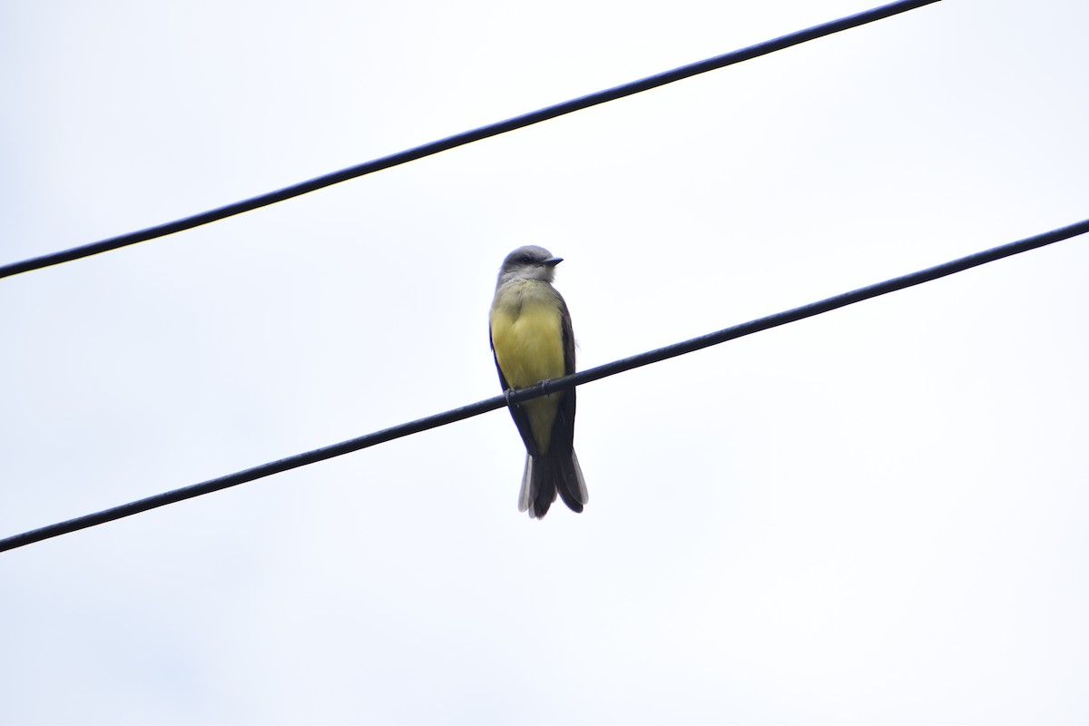 Tropical Kingbird - ML234103841