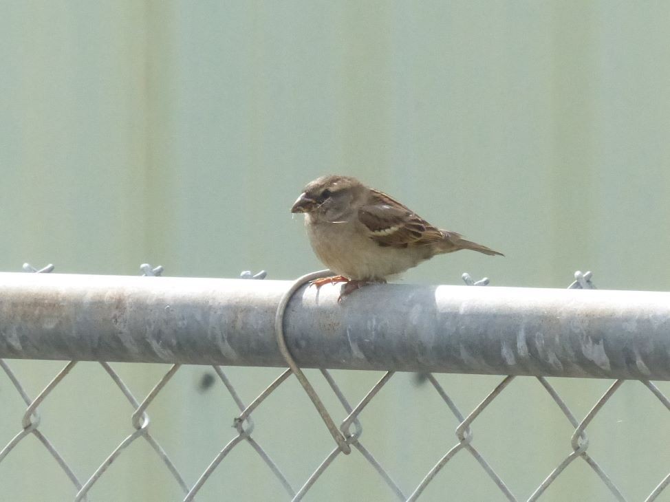 House Sparrow - ML234106031