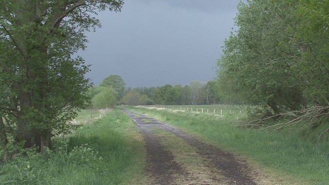 Northern Wheatear - ML234106071