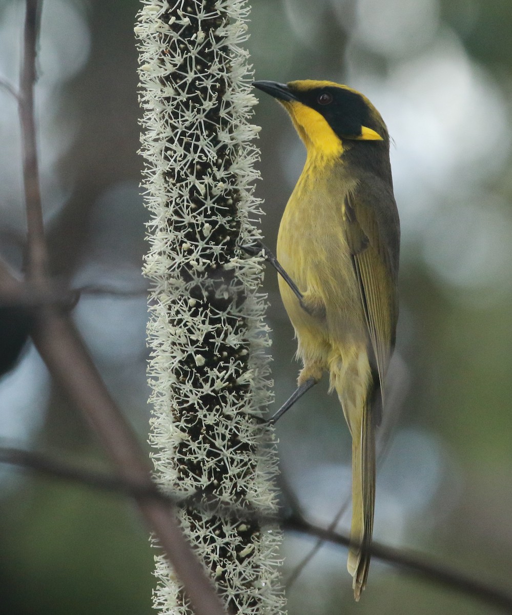 Yellow-tufted Honeyeater - ML234107651