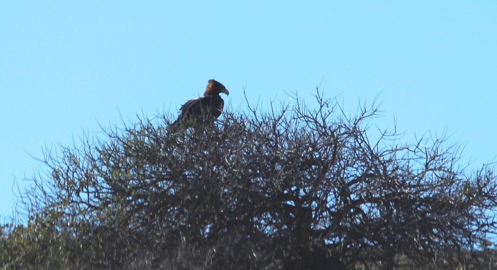 Wedge-tailed Eagle - ML234109121