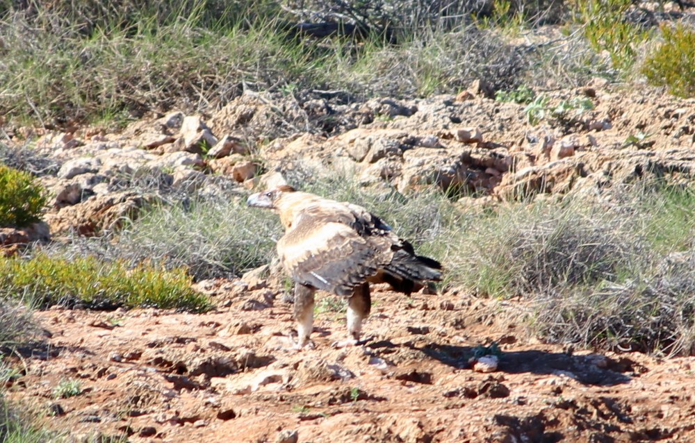 Wedge-tailed Eagle - ML234109131