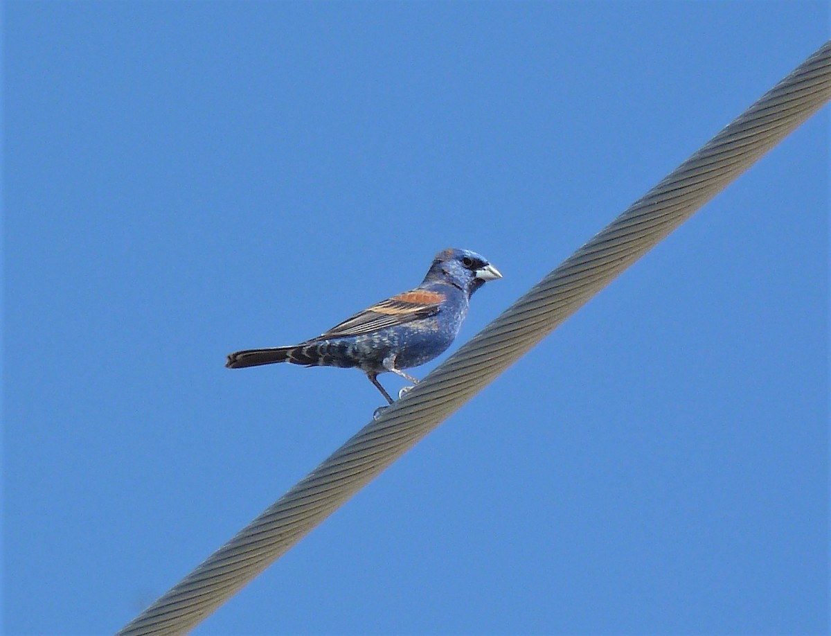 גבתאי כחול - ML234112291