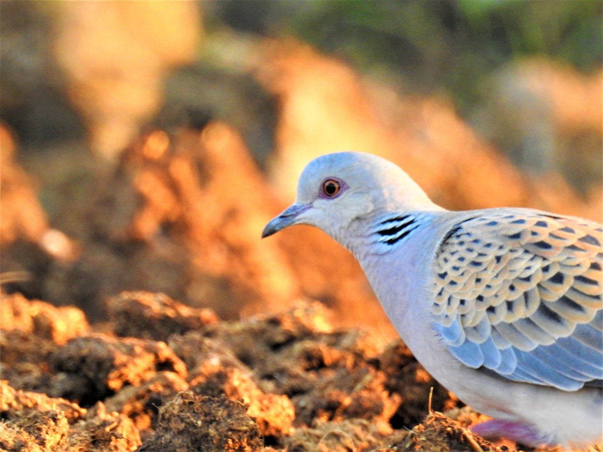 European Turtle-Dove - ML234112531