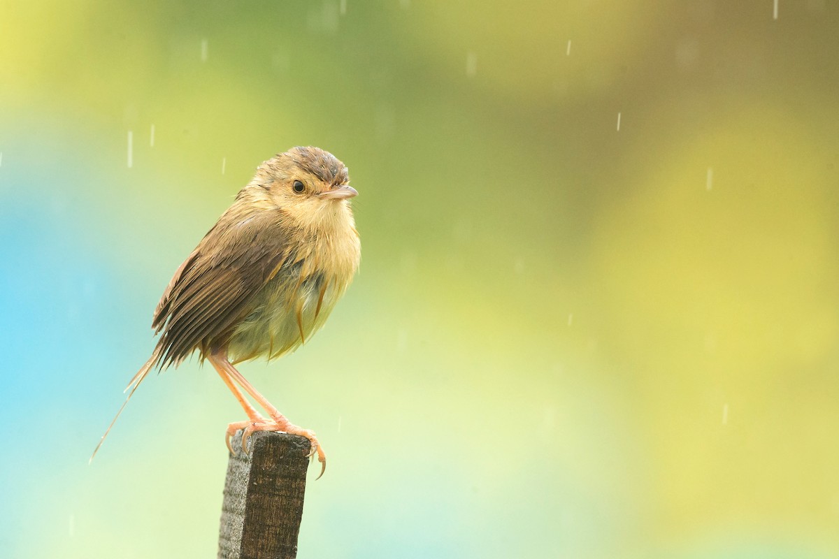 Plain Prinia - ML234113211