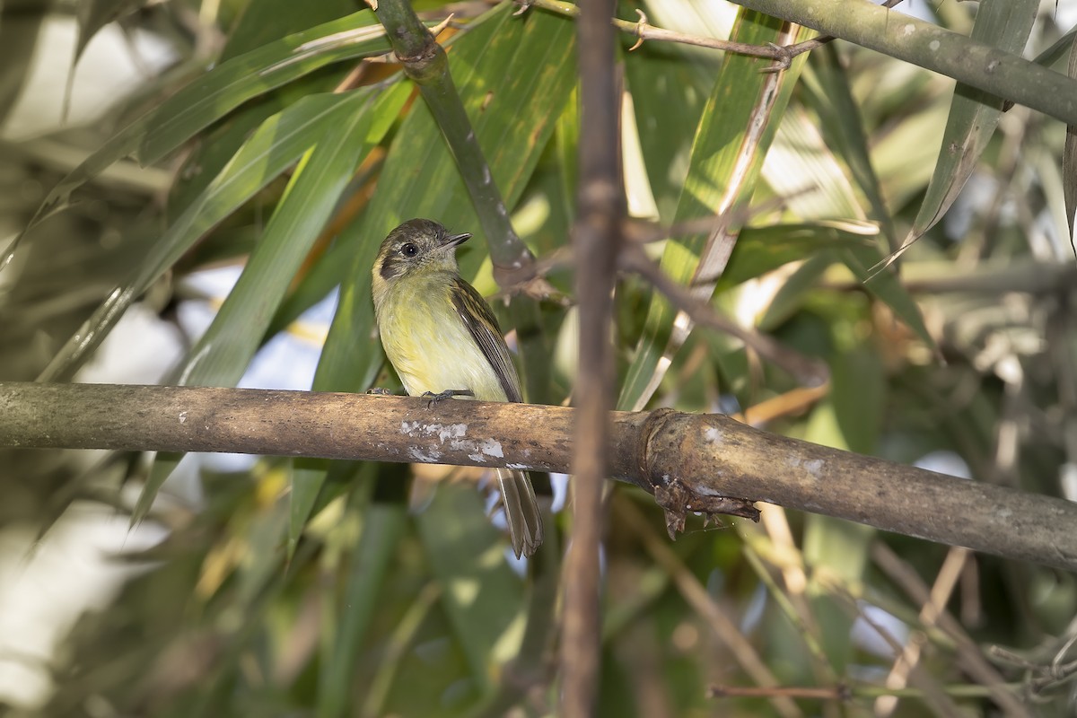 Sepia-capped Flycatcher - Marco Valentini