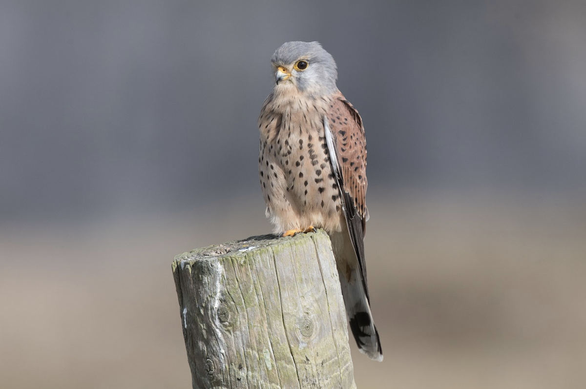 Eurasian Kestrel - ML234114541